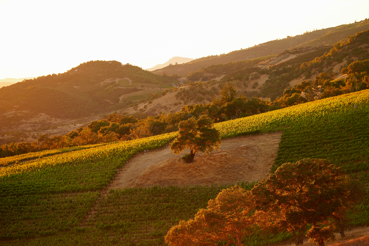Golden evening light over the vineyards and oak-dotted hills at Moon Hollow, Sonoma Valley