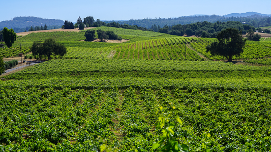 Amador County vineyards