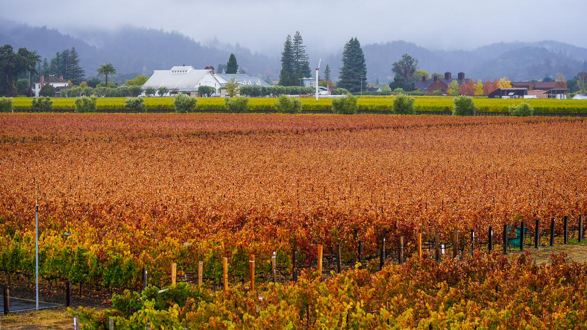 Opus One's vineyard in autumn gold and rust with the winery's grassy mound and the Mayacamas hills beyond