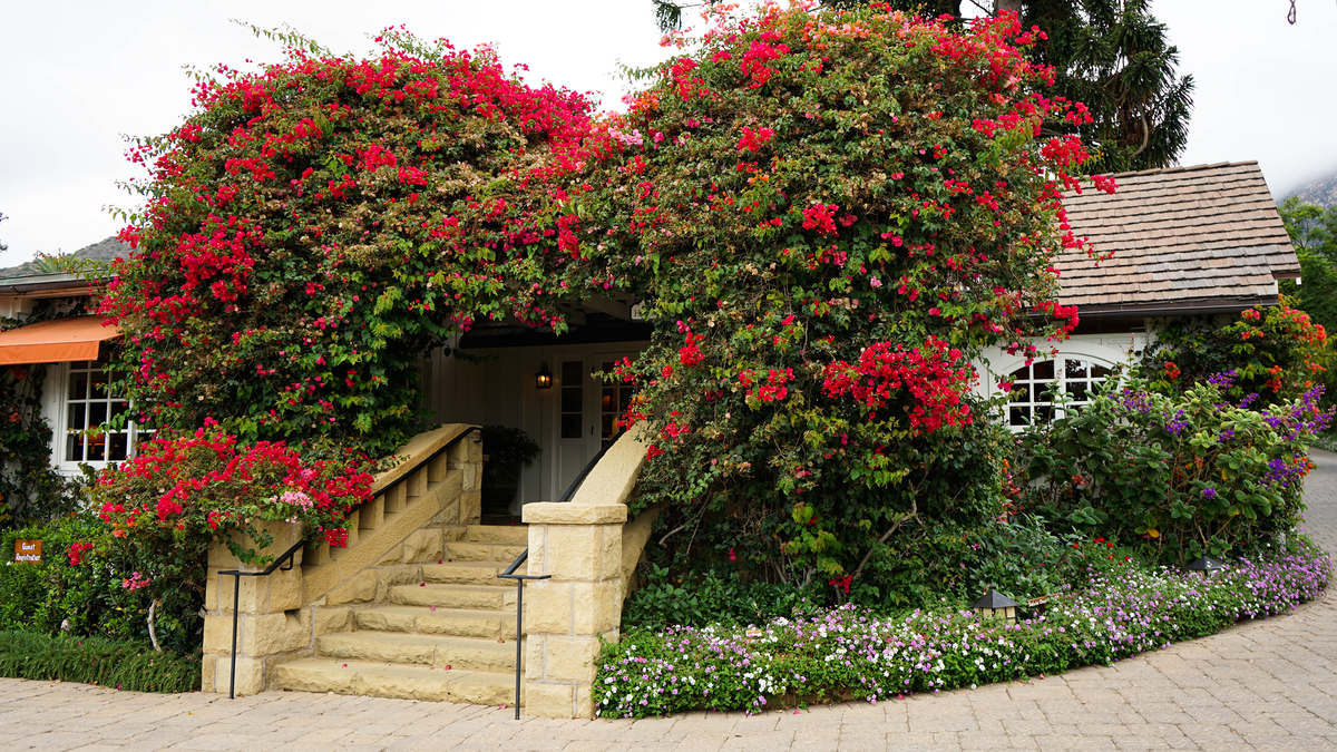 Bougainvillea-covered cottage and stone steps at San Ysidro Ranch, Montecito, Santa Barbara