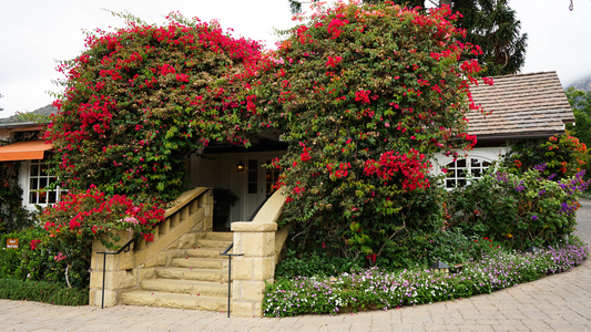 Bougainvillea-covered cottage and stone steps at San Ysidro Ranch, Montecito, Santa Barbara