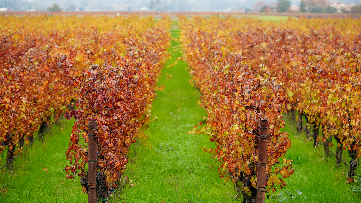Autumn-colored vineyard rows over green grass at Heitz Cellar in Napa Valley