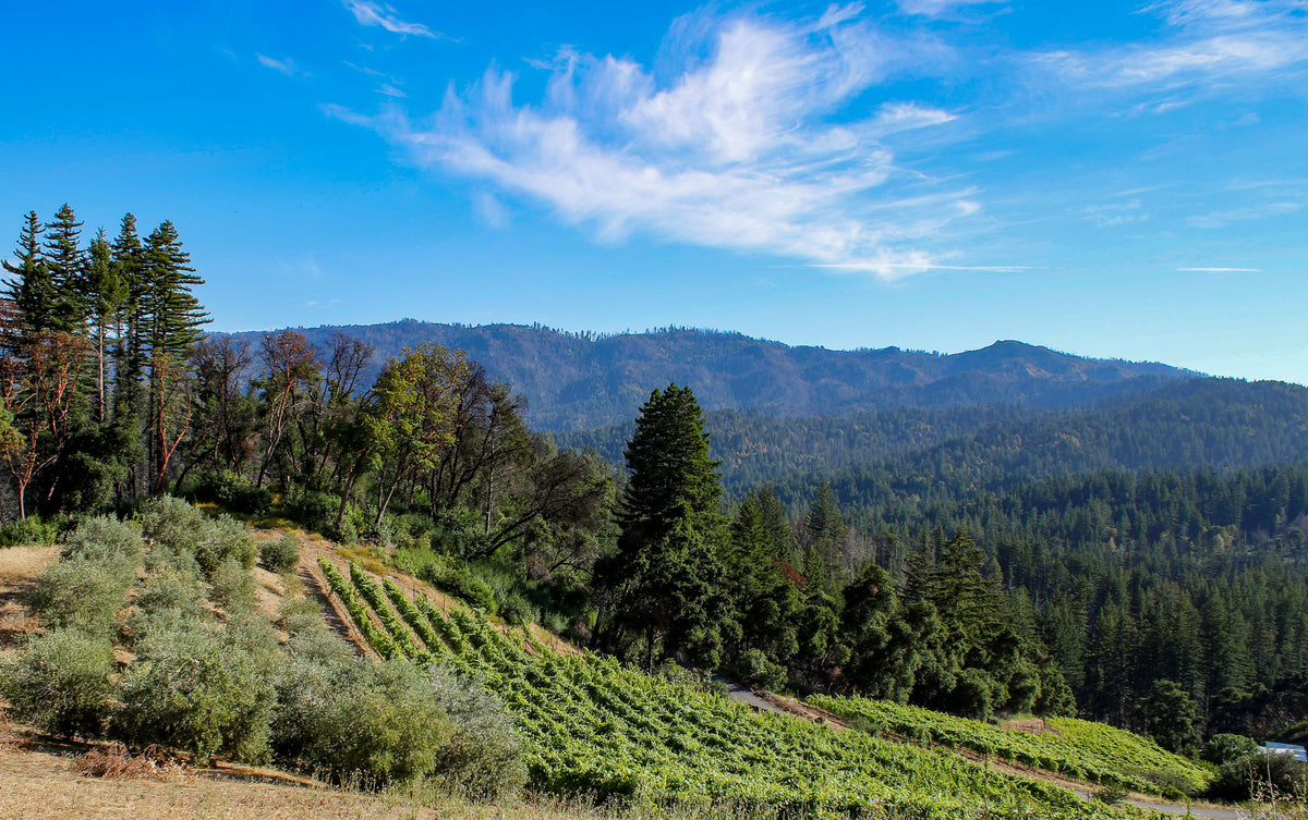 Big Basin Vineyards