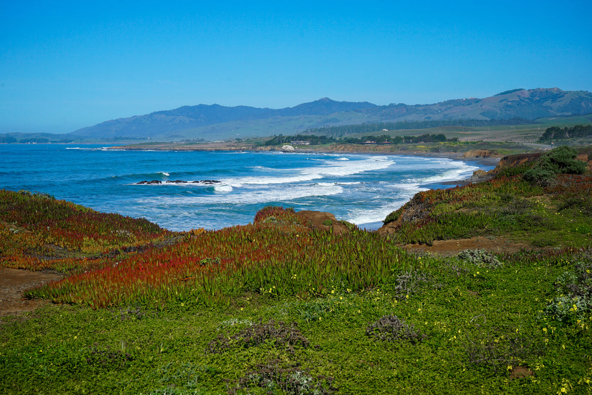 Wildflower-covered bluffs above the surf at Oceanpoint Ranch, Cambria, on the San Luis Obispo coast