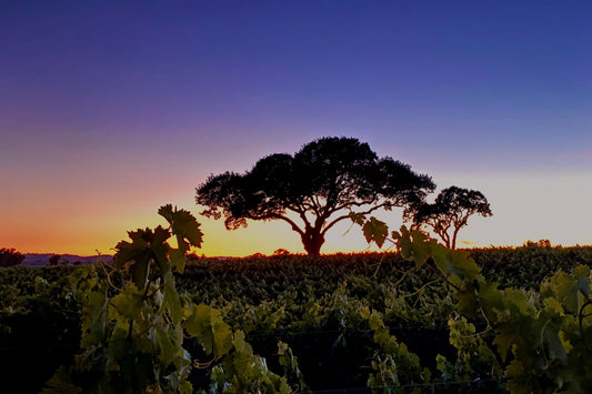 An oak tree silhouetted against a purple and orange sunset over Paso Robles vineyards