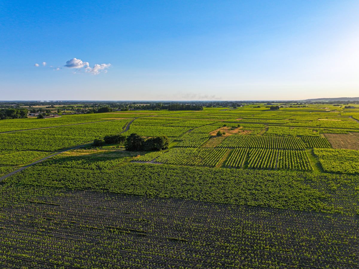 Chateau de Miniere vineyards from above